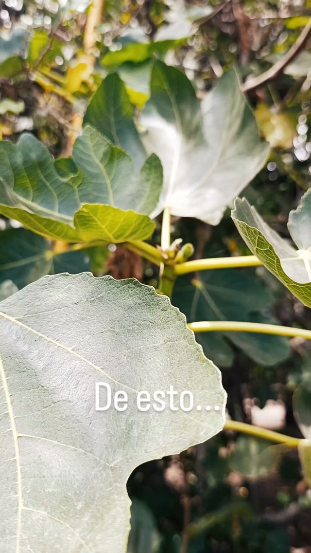 Instagram post from huertomanias. This post is in position 15.